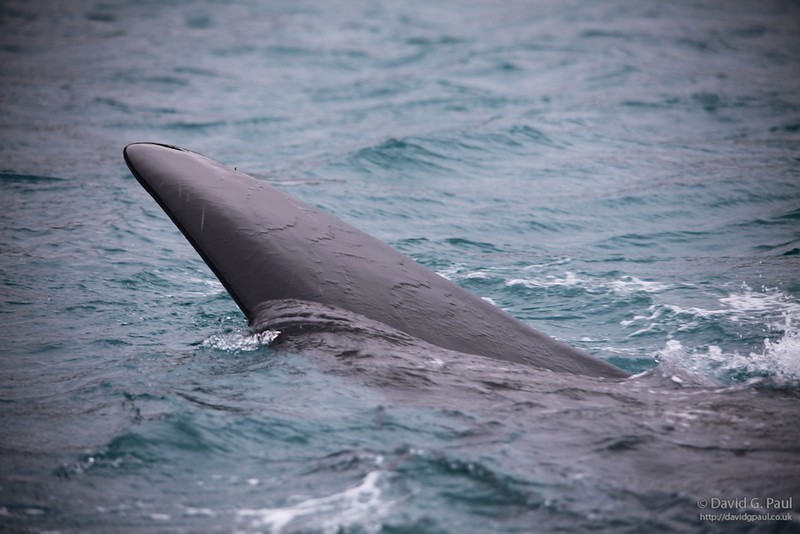 Southern Right Whale
