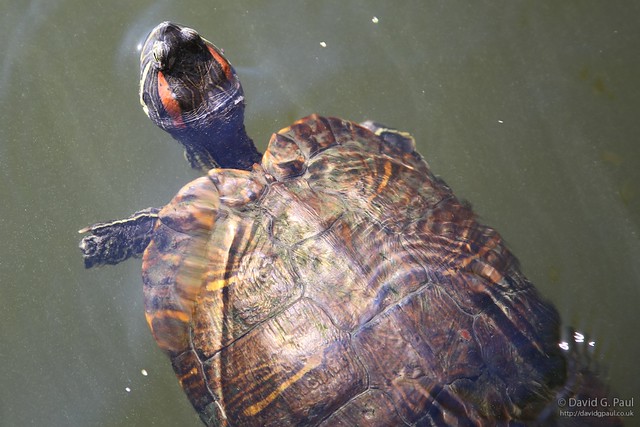Turtle in Turtle Pond