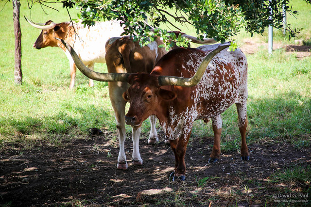 Texas Longhorn Cattle
