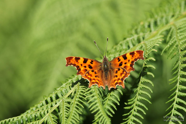 Comma butterfly