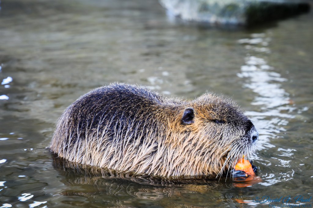A small rodent that looks like a beaver, eating a carrot