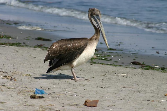 Peruvian Pelican