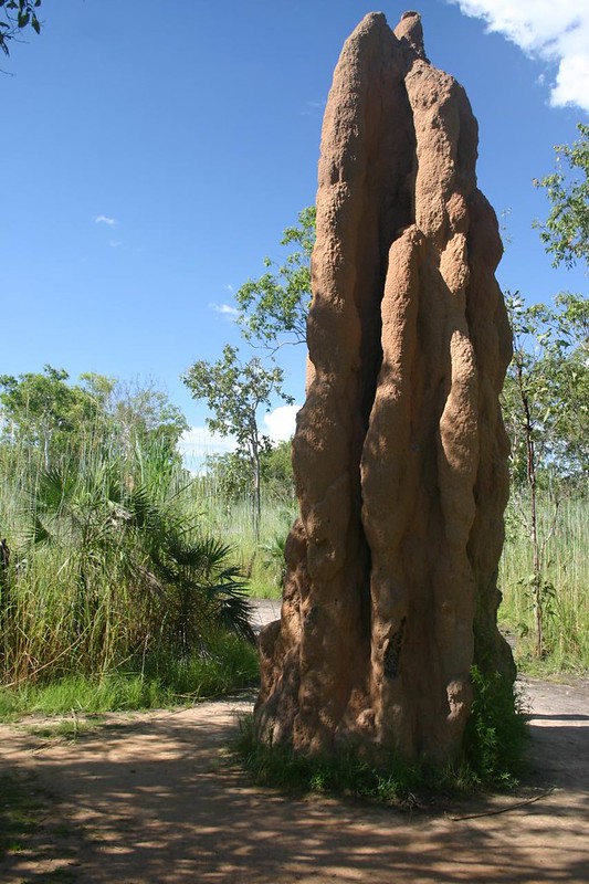 Cathedral Termite Mound