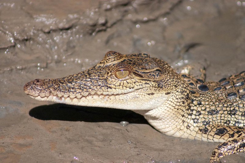 Baby Saltwater Crocodile (Close-up)