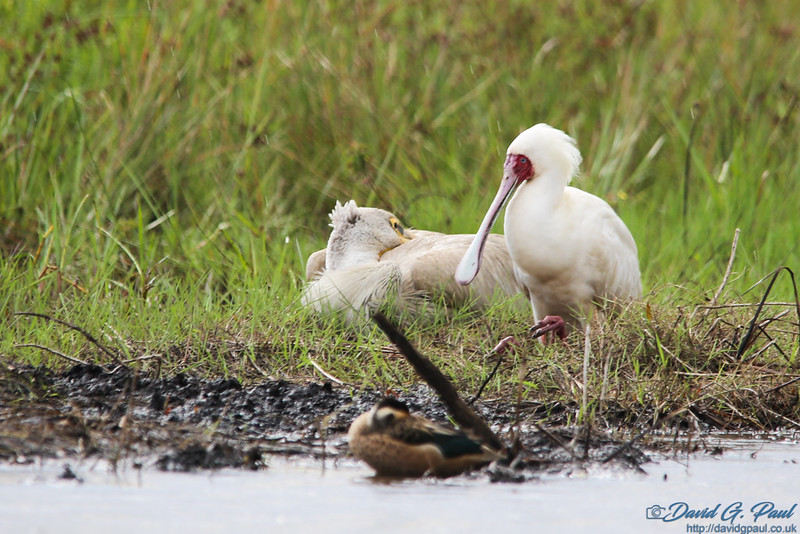 African Spoonbill and Great White Pelican