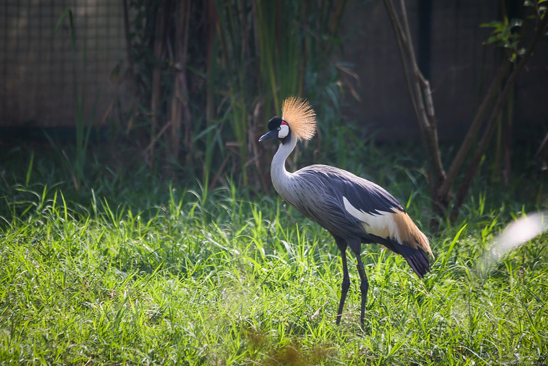 Grey Crowned Crane