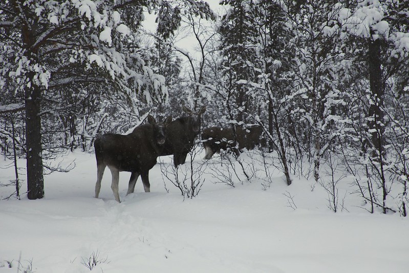 Eurasian Elk (Alces alces)