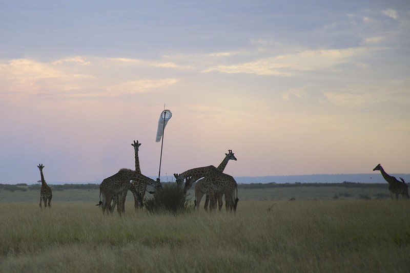 Giraffes “worshipping” a windsock