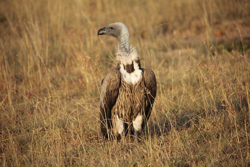 Vulture