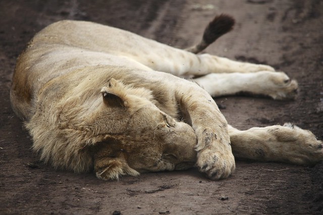Young Adult Lion resting in the road
