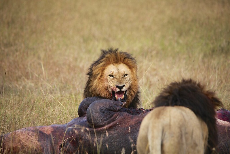 Lions feasting on a hippo
