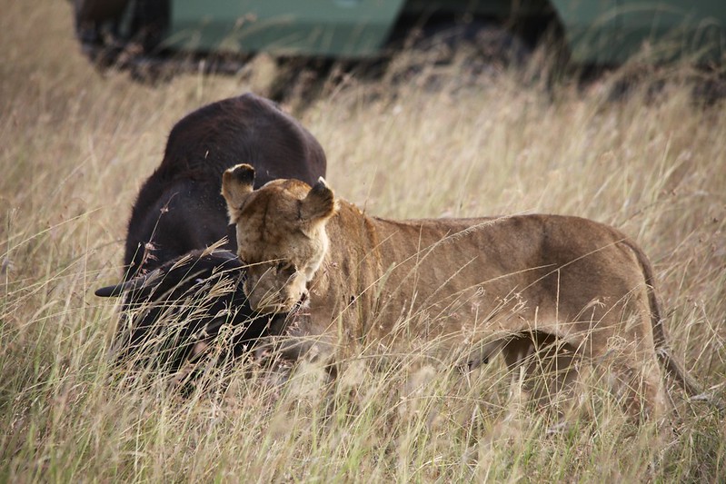 Lioness suffocating a buffalo