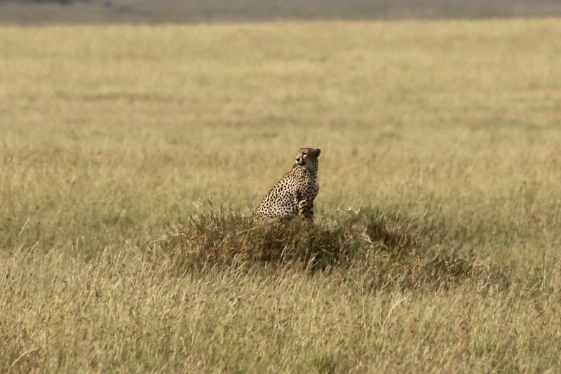 Cheetah (Acinonyx jubatus)