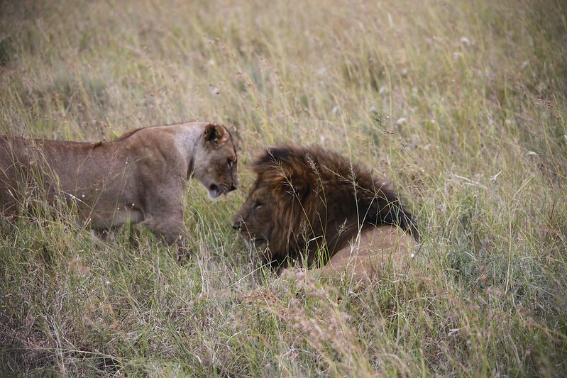 Lion and Lioness