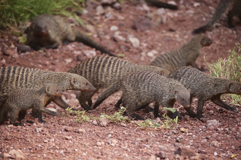Banded mongooses (Mungos mungo) crossing the road