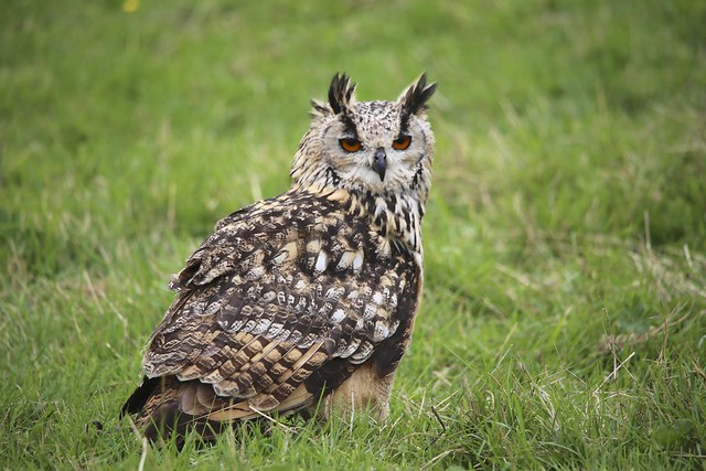 Bengal Eagle-Owl (Bubo bengalensis)